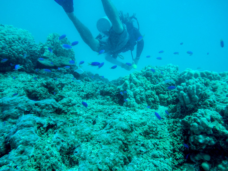 IMGP1676.jpg Sous l eau - Tikehau - Copyright : See Otherwise 2012 - 2025